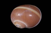 藏品(腰帶玉螺)的圖片